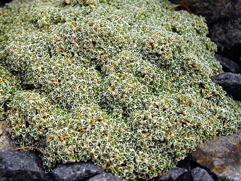 Arenaria alfacarensis